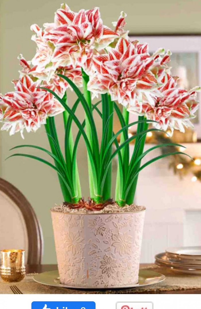 Potted amaryllis