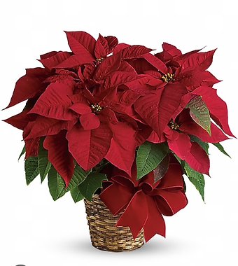 Pointsettia
