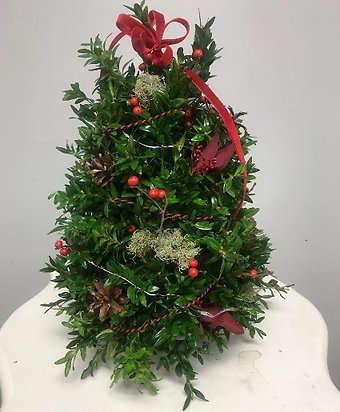 Boxwood tree medium but grand